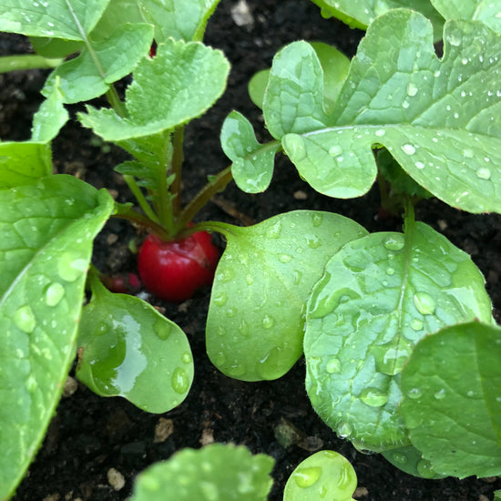 seeding-square Plant