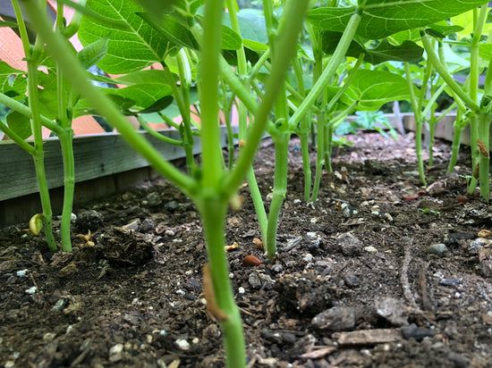square Planting