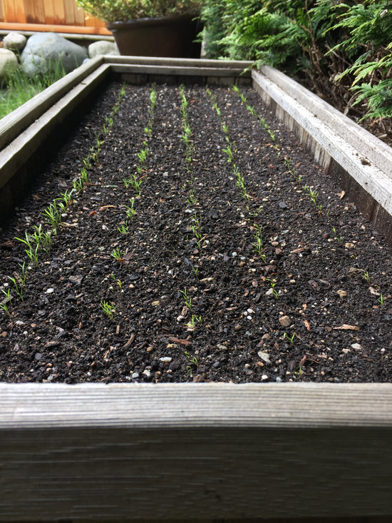 seeding-square Planting