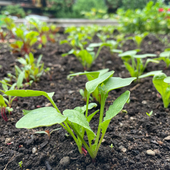seeding-square Planting