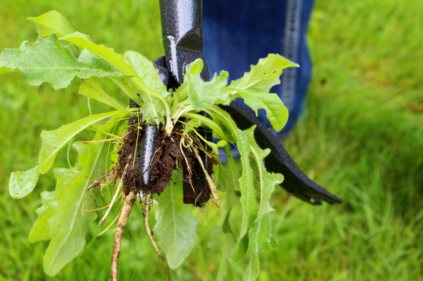 The Weed Gobbler - Carbon Steal & Bamboo Stand-Up Weed Puller Tool for Dandelions and Single-Root Weeds
