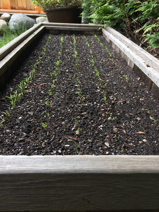 seeding-square Planting 