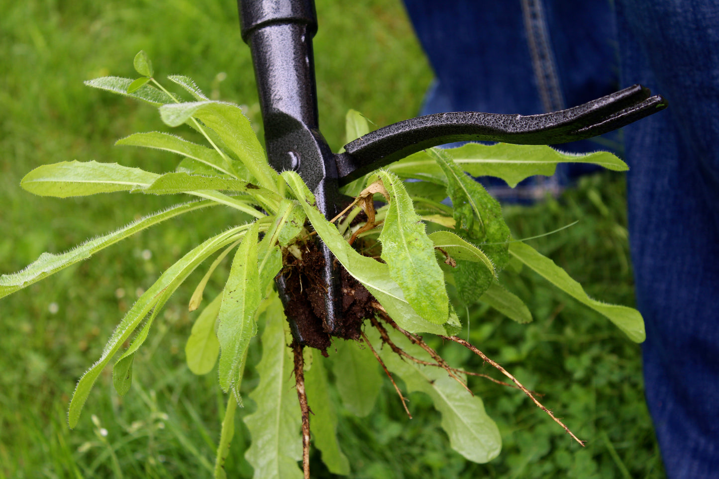 The Weed Gobbler - Carbon Steal & Bamboo Stand-Up Weed Puller Tool for Dandelions and Single-Root Weeds